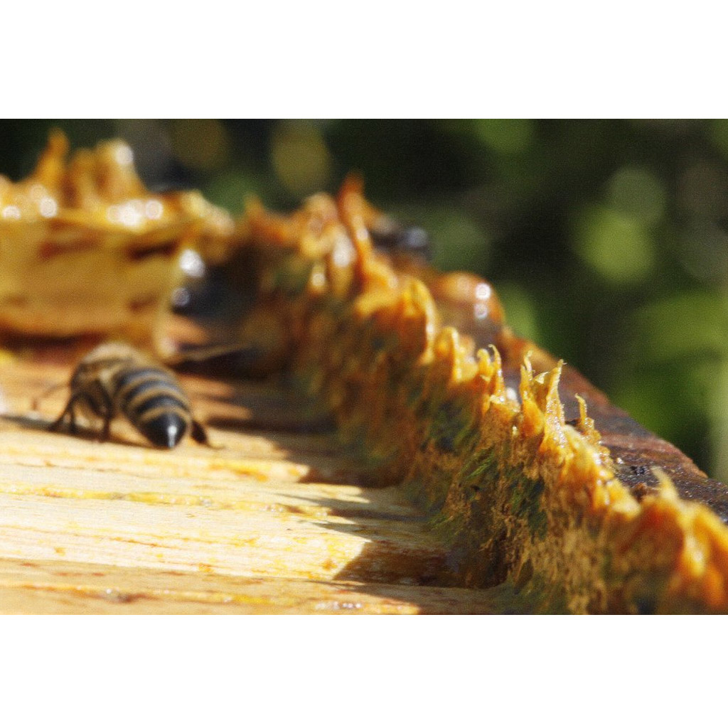 Propolis surový - Pleva - 20 g